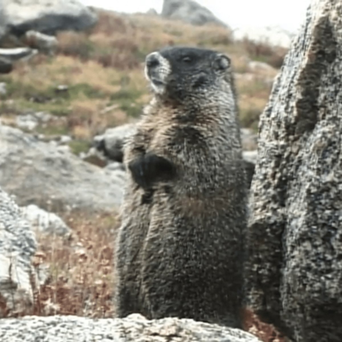 Marmot☆マーモット Sonya ジャケット size:S