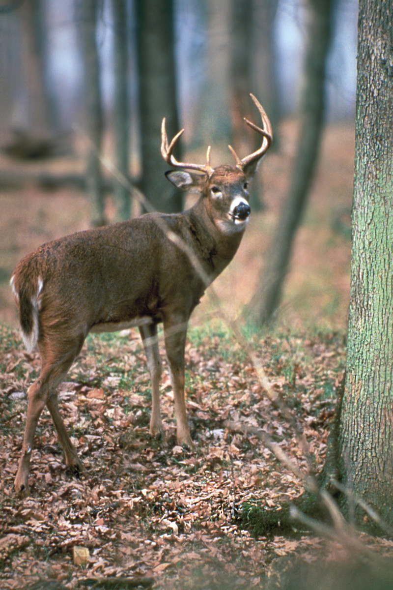 Our Favorite Animals - GetOutdoorsTV