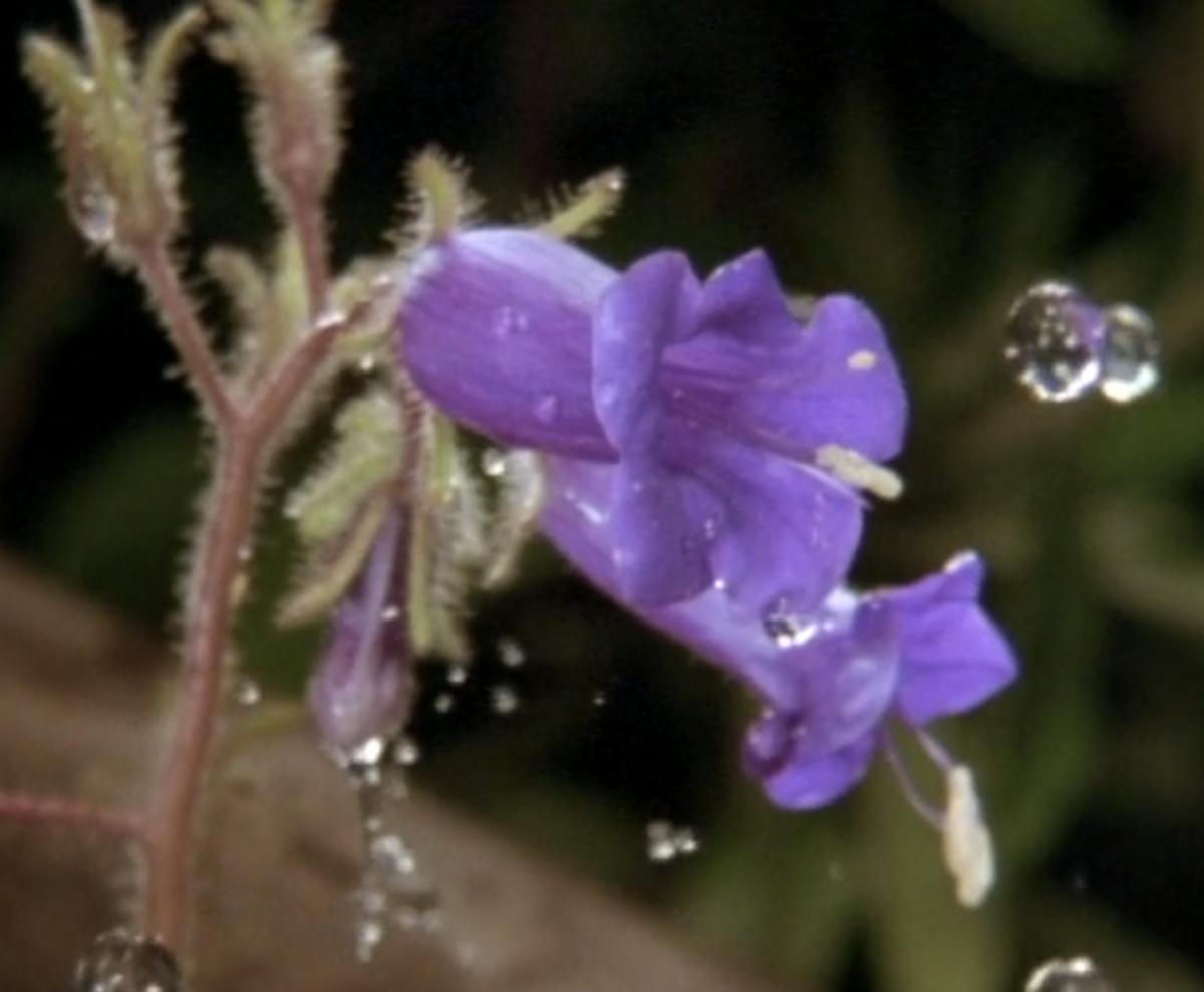 Zoom in on Wildflowers GetOutdoorsTV