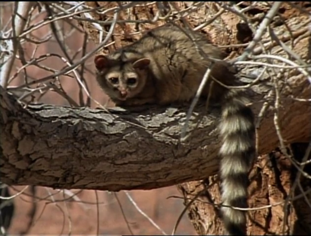 Ringtailed Rascals - GetOutdoorsTV